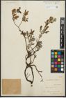 Foto von Salix repens L.